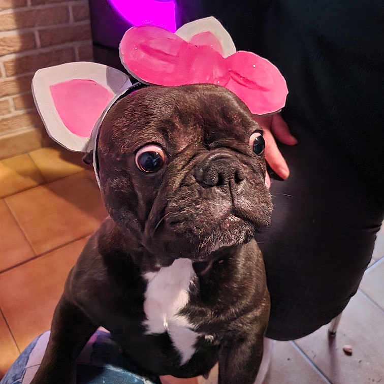 Nala Alias Pépètes