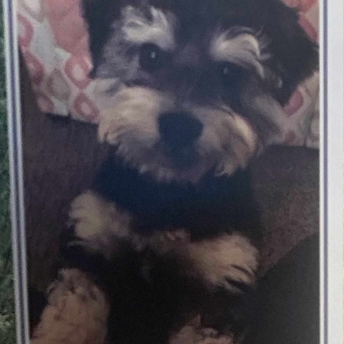 Chance is registered to the contest to win money with this photo: animal, companion, couch, curious, cute, dog, domestic_animal, face, fluffy, friendly, fur, home, indoor, patterned_cushion, paws, pet, portrait, puppy, sitting, young_dog