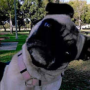 Taz is registered to the contest to win money with this photo: dog, pug, pet, close_up, portrait, park, trees, grass, leash, harness, face, snout, eyes, head_tilt, outdoor, sunlight, bench, lamp_post, concrete, blurry