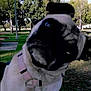 dog, pug, pet, close_up, portrait, park, trees, grass, leash, harness, face, snout, eyes, head_tilt, outdoor, sunlight, bench, lamp_post, concrete, blurry