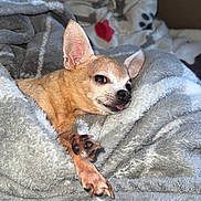 Roman joined the competition — help win amazing prizes! dog, chihuahua, blanket, cozy, sleepy, tongue_out, indoor, pet, paw_prints, soft_texture, resting, small_dog, fur, canine, cute, relaxed, warm, comfort, animal, nap