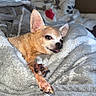 dog, chihuahua, blanket, cozy, sleepy, tongue_out, indoor, pet, paw_prints, soft_texture, resting, small_dog, fur, canine, cute, relaxed, warm, comfort, animal, nap