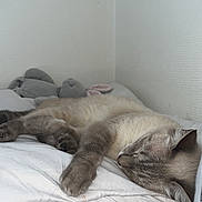 Leetchy participe au concours pour gagner de l'argent avec cette photo : cat, sleeping, pillow, bedroom, plush_toy, bunny, fur, corner, resting, indoor, soft, cozy, quiet, pet, animal, nap, comfort, feline, whiskers, relaxation