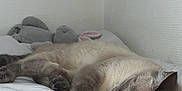 Leetchy participe au concours pour gagner de l'argent avec cette photo : animal, bedroom, bunny, cat, comfort, corner, cozy, feline, fur, indoor, nap, pet, pillow, plush_toy, quiet, relaxation, resting, sleeping, soft, whiskers