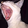 cat, yawning, close_up, white_fur, animal, pet, whiskers, teeth, tongue, ear, mouth_open, feline, indoor, dark_background, snout, fur, cute, mammal, portrait, animal_face