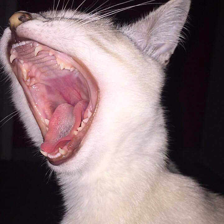 Leetchy a rejoint le concours — aidez-le/la à gagner de superbes lots ! animal, animal_face, cat, close_up, cute, dark_background, ear, feline, fur, indoor, mammal, mouth_open, pet, portrait, snout, teeth, tongue, whiskers, white_fur, yawning