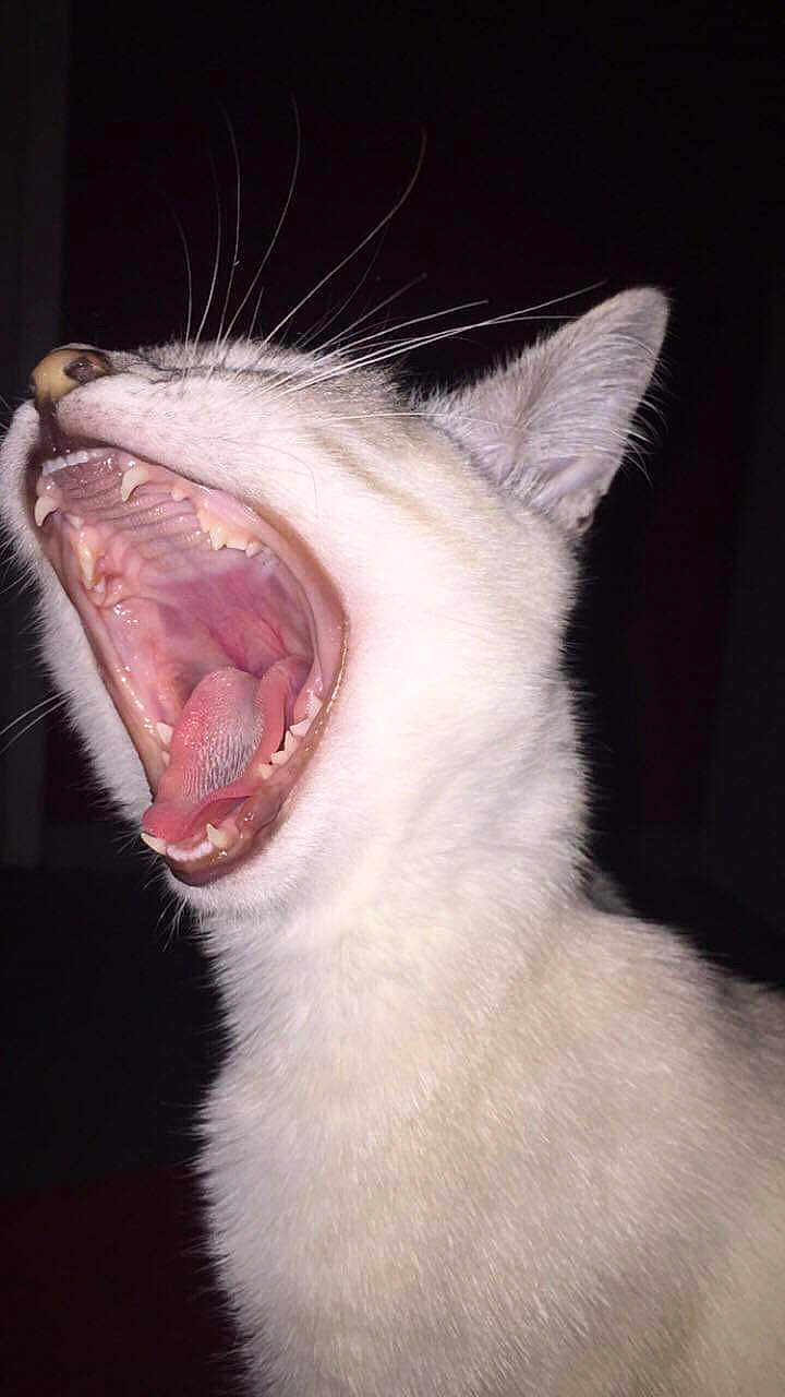 Leetchy