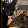 animal, basket, black_dog, cat, collar, cozy, curious, dog, furniture, home, indoor, living_room, pet, pet_tag, photograph, portrait, rug, sitting, tabby_cat, wooden_floor