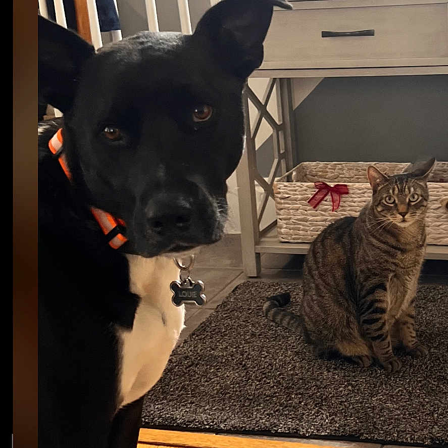 Louie Bobo is registered to the contest to win money with this photo: animal, basket, black_dog, cat, collar, cozy, curious, dog, furniture, home, indoor, living_room, pet, pet_tag, photograph, portrait, rug, sitting, tabby_cat, wooden_floor