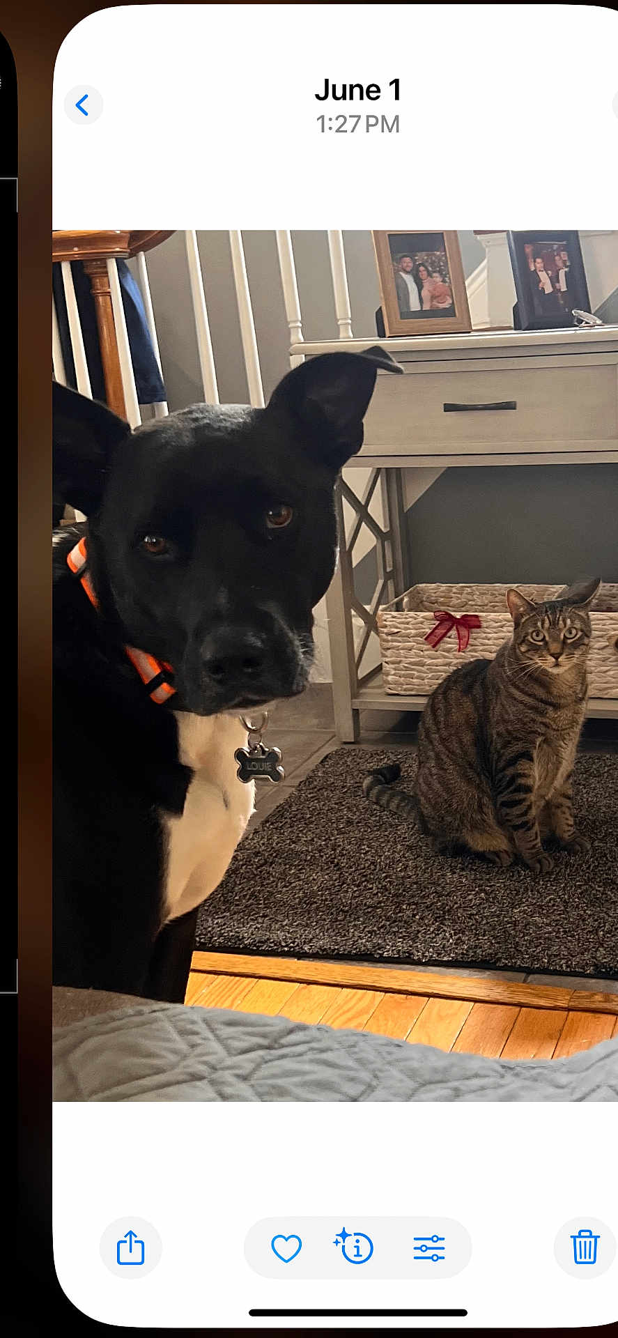 Louie Bobo is registered to the contest to win money with this photo: animal, basket, black_dog, cat, collar, cozy, curious, dog, furniture, home, indoor, living_room, pet, pet_tag, photograph, portrait, rug, sitting, tabby_cat, wooden_floor