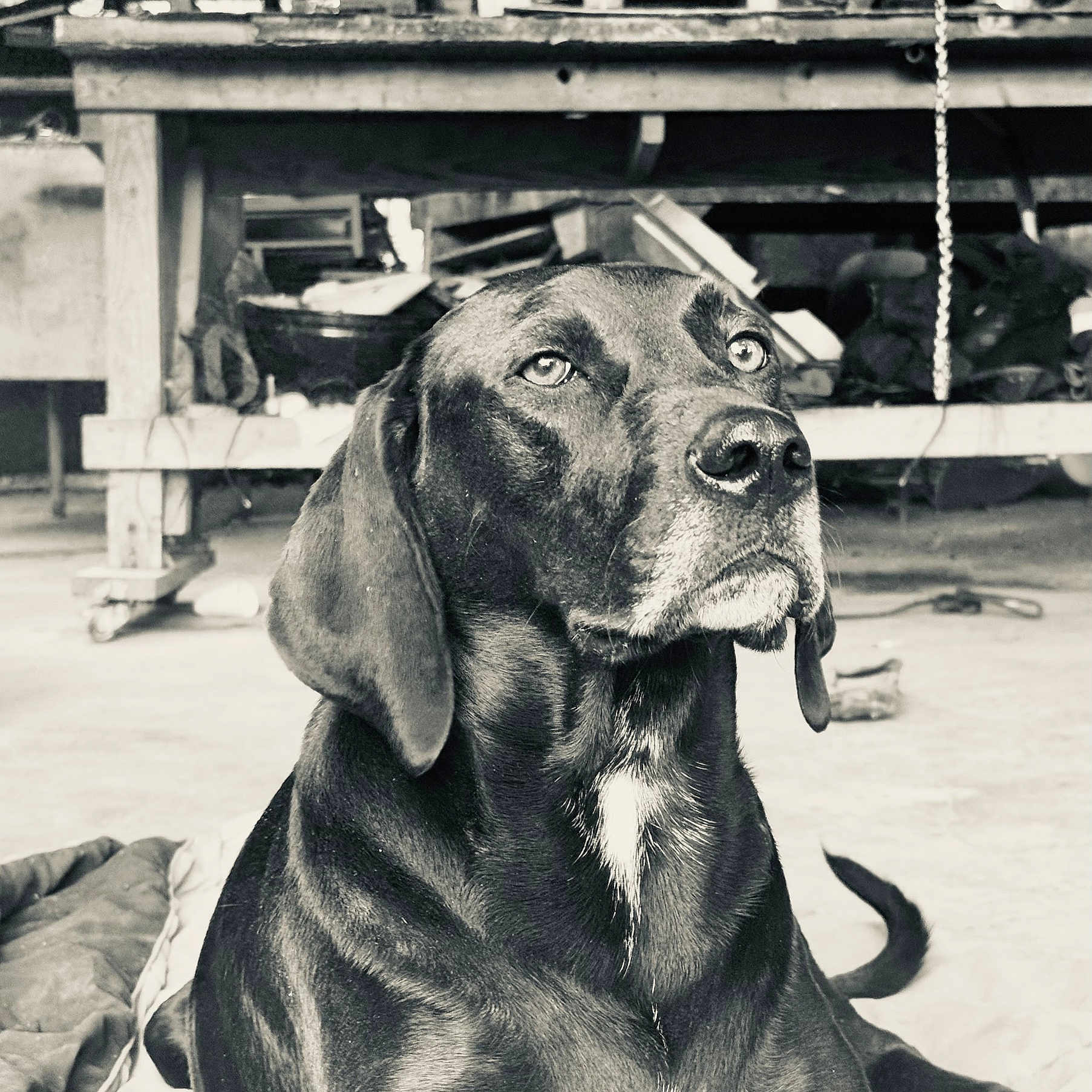 Lou is registered to the contest to win money with this photo: accessories, animal, beagle, boxer, bulldog, canine, collar, dog, greatdane, hound, labradorretriever, pet, pitbull, pointer, policedog, puppy