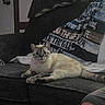 animal, blanket, cat, couch, cozy, cream_colored, feline, home, indoors, living_room, looking_at_camera, lounging, lying_down, pet, pillow, portrait, sofa, striped, tail, whiskers