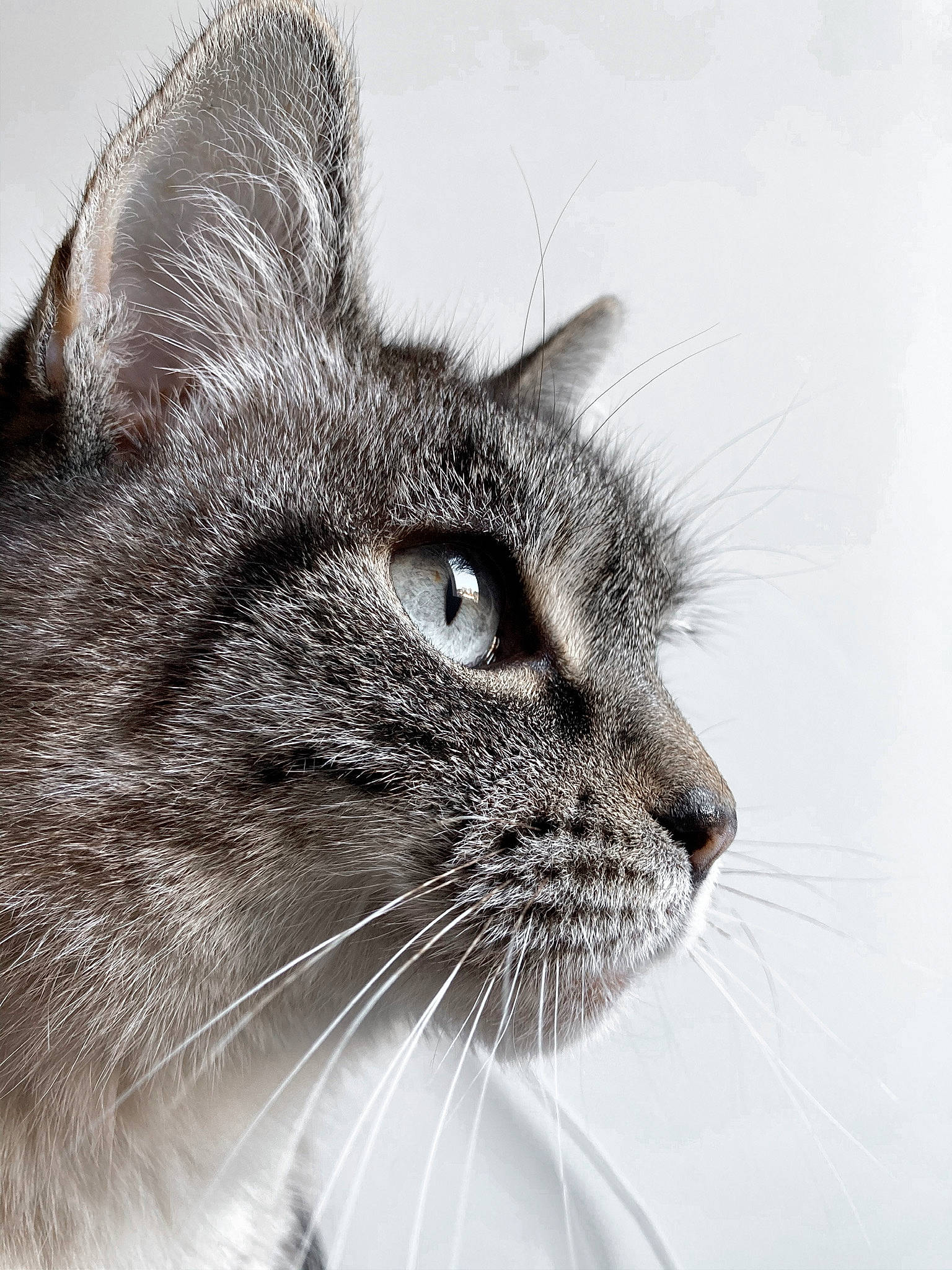 Cerise participe au concours pour gagner de l'argent avec cette photo : carnivore, cat, domestic_short_haired_cat, ear, eye, felidae, fur, grey, hair, head, human_body, iris, monochrome, monochrome_photography, small_to_medium_sized_cats, snout, terrestrial_animal, whiskers, wildlife, window