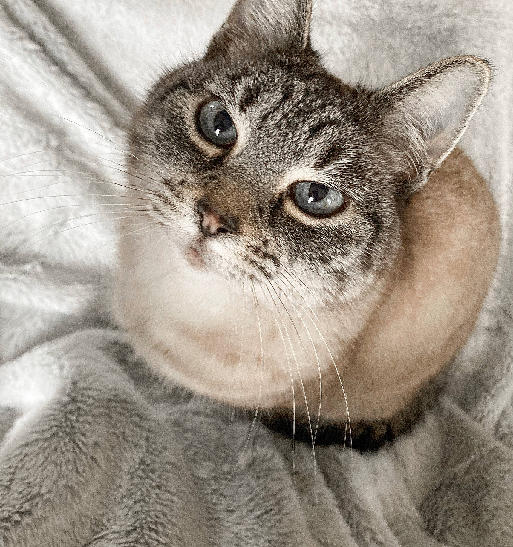 Cerise a rejoint le concours — aidez-le/la à gagner de superbes lots ! art, carnivore, cat, close_up, domestic_short_haired_cat, eye, fawn, felidae, fur, head, monochrome, monochrome_photography, painting, small_to_medium_sized_cats, snout, terrestrial_animal, whiskers, wildlife