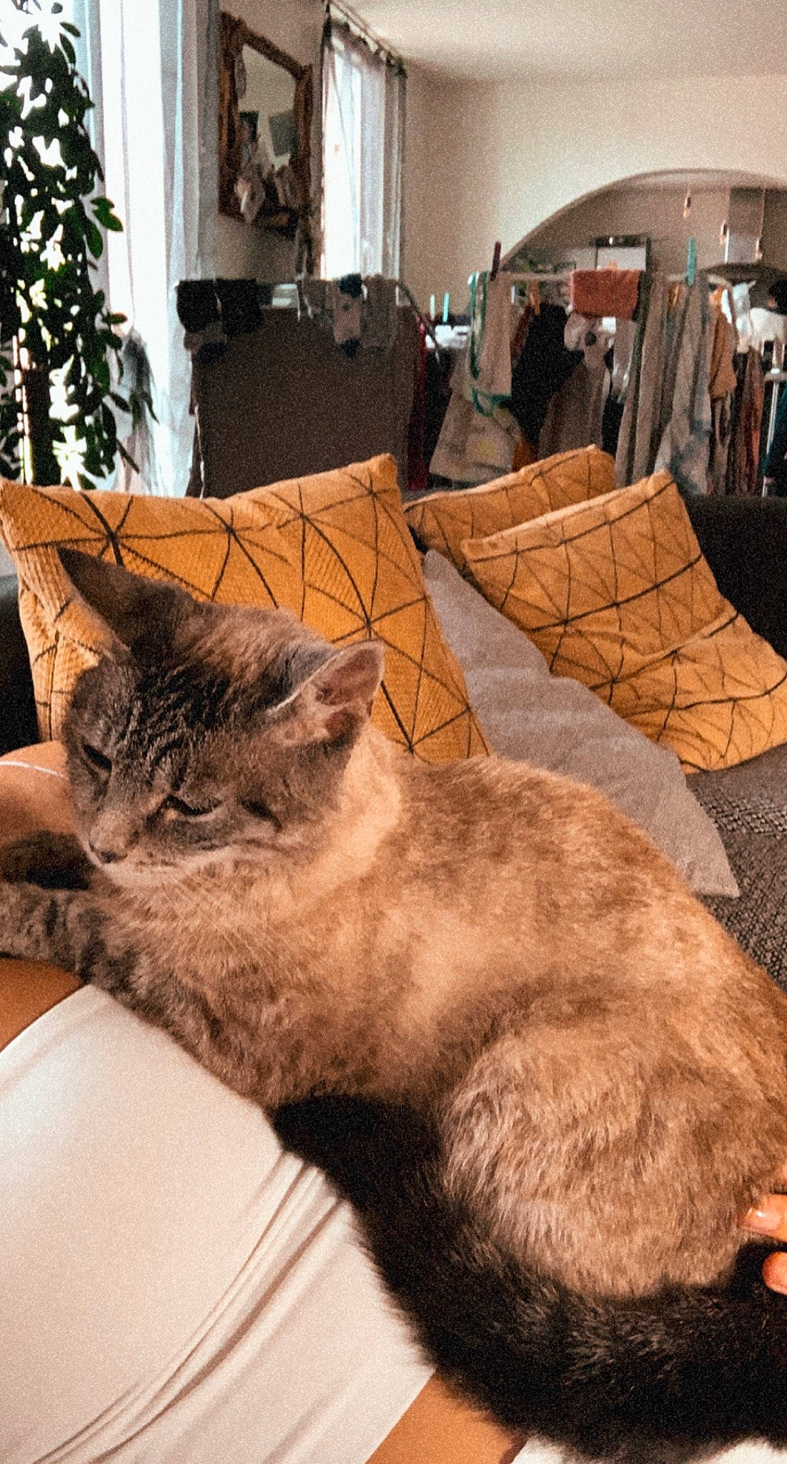 Cerise participe au concours pour gagner de l'argent avec cette photo : carnivore, cat, chair, comfort, couch, domestic_short_haired_cat, fawn, felidae, flooring, fur, houseplant, linens, paw, plant, room, small_to_medium_sized_cats, table, tail, whiskers, wood