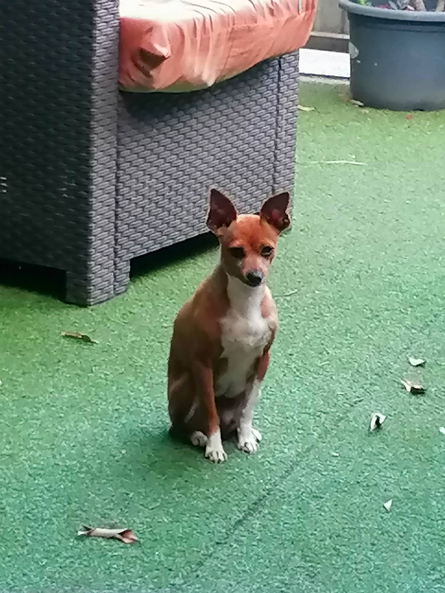 Miska a rejoint le concours — aidez-le/la à gagner de superbes lots ! barrel, carnivore, companion_dog, dog, dog_breed, dog_supply, door, fawn, flooring, flowerpot, grass, green, houseplant, sporting_group, tail, terrestrial_animal, terrier, toy_dog, whiskers, working_animal