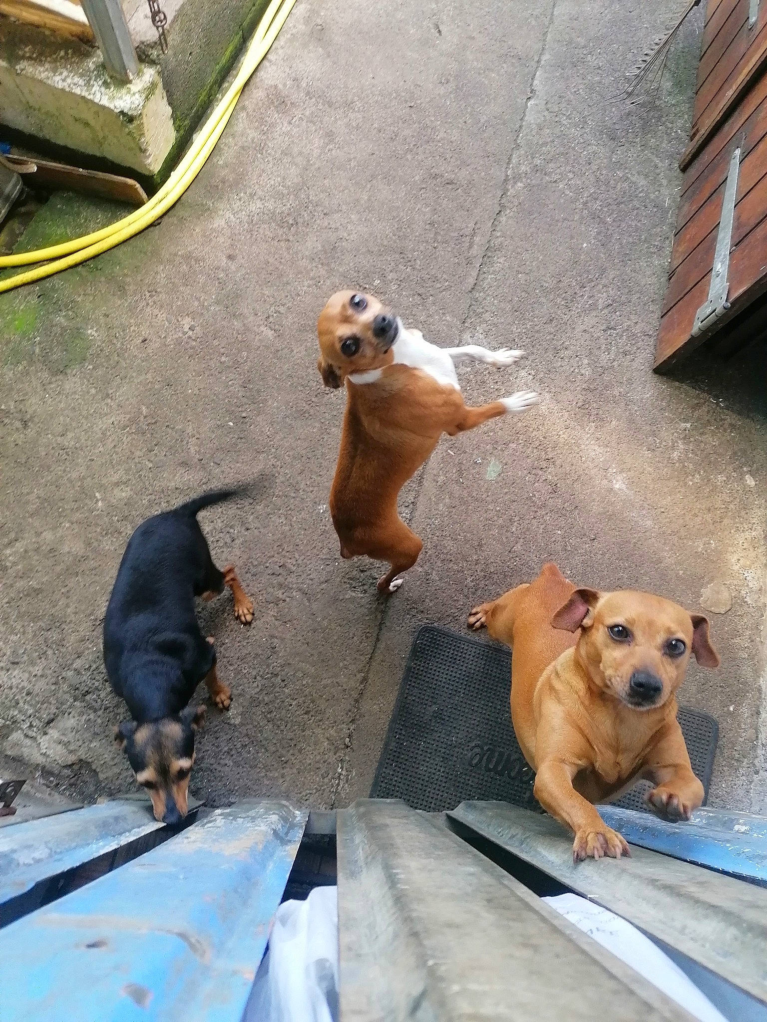 Miska a rejoint le concours — aidez-le/la à gagner de superbes lots ! asphalt, blue, canidae, carnivore, collar, companion_dog, dog, dog_breed, dog_supply, fawn, mammal, pet_supply, road_surface, sidewalk, snout, sporting_group, tail, vertebrate, window, working_animal