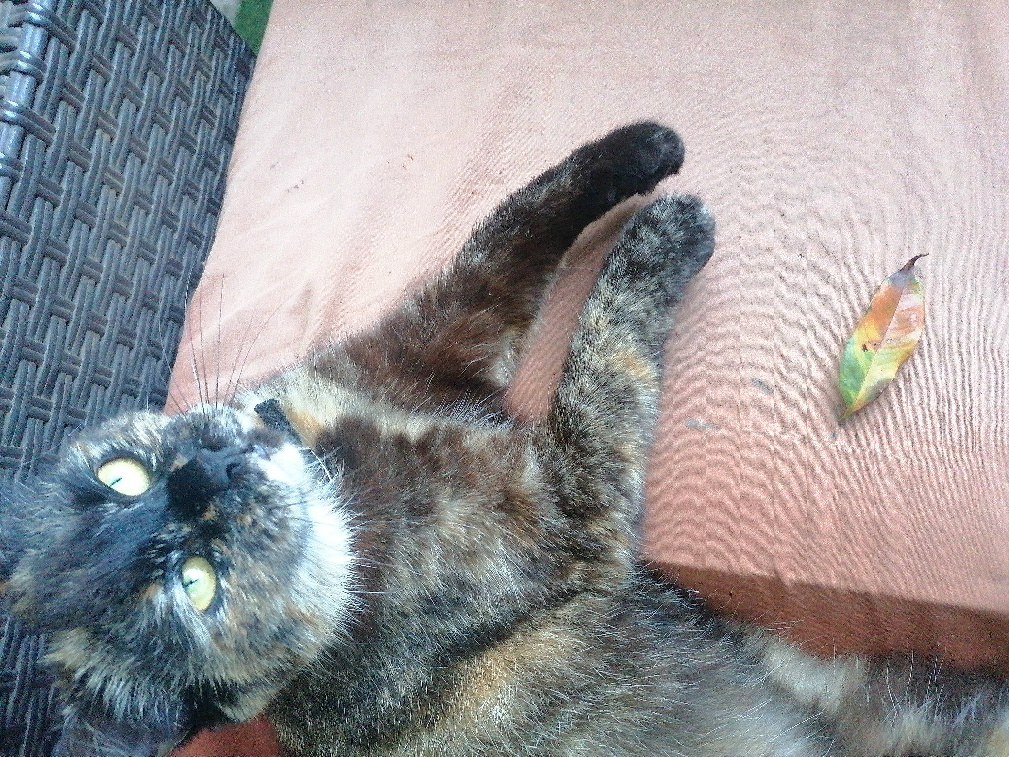 Masha a rejoint le concours — aidez-le/la à gagner de superbes lots ! building, canidae, carnivore, cat, claw, dog_breed, domestic_short_haired_cat, felidae, foot, fur, human_leg, paw, small_to_medium_sized_cats, sporting_group, tail, terrestrial_animal, toe, whiskers