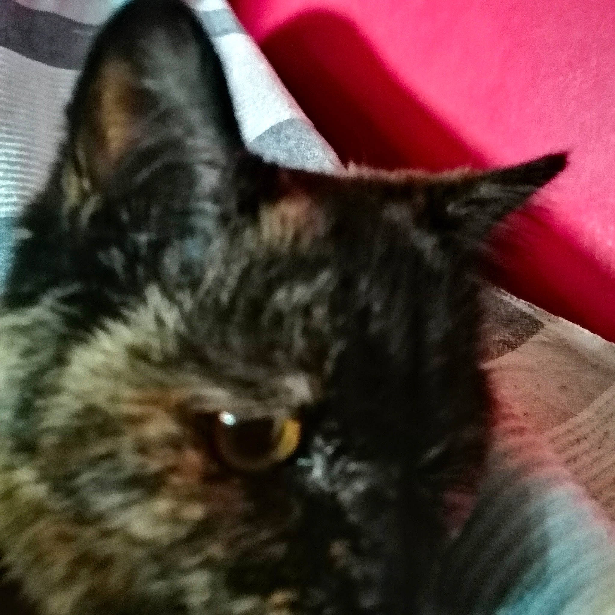 Masha a rejoint le concours — aidez-le/la à gagner de superbes lots ! black_cat, carnivore, cat, claw, domestic_short_haired_cat, ear, felidae, fur, small_to_medium_sized_cats, terrestrial_animal, whiskers