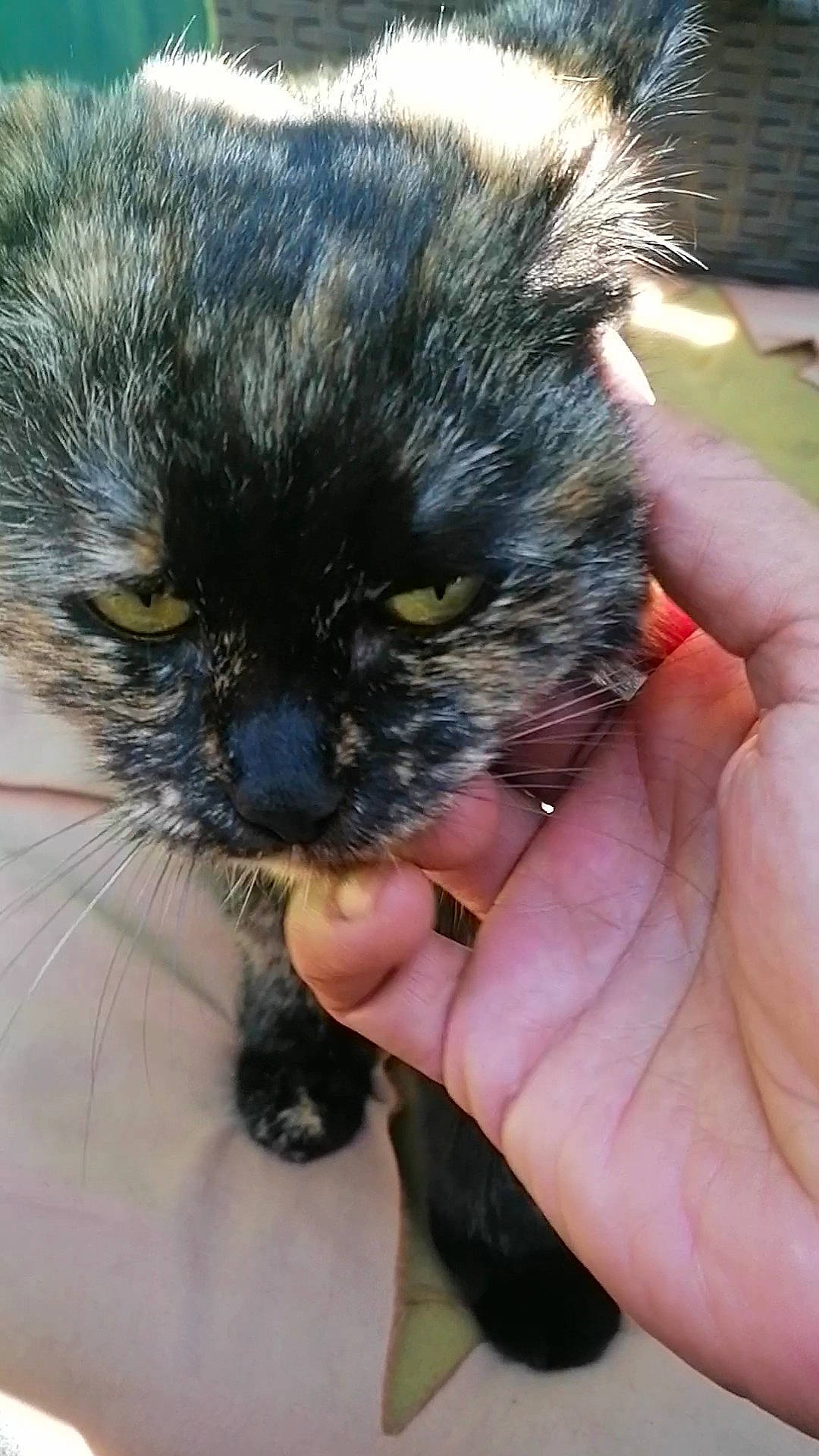 Masha a rejoint le concours — aidez-le/la à gagner de superbes lots ! carnivore, cat, claw, comfort, domestic_short_haired_cat, eye, fawn, felidae, finger, fur, grass, hand, iris, nail, plant, small_to_medium_sized_cats, snout, terrestrial_animal, thumb, whiskers