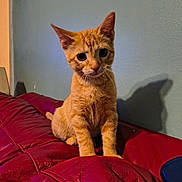 Remus joined the competition — help win amazing prizes! cat, kitten, orange_tabby, pet, indoor, couch, red_leather, wall, shadow, fur, whiskers, ears, curious, sitting, closeup, animal, cute, young, domestic_cat, feline