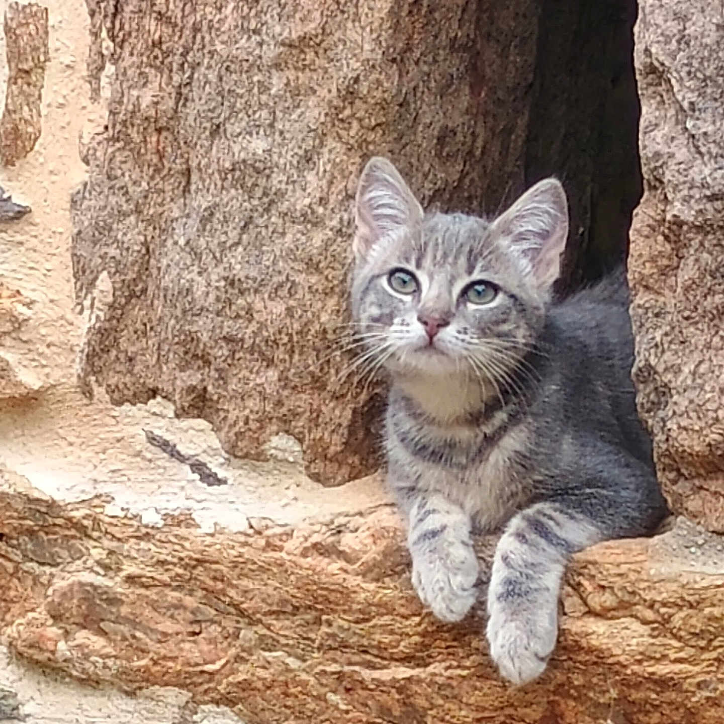 Billie a rejoint le concours — aidez-le/la à gagner de superbes lots ! animal, cat, closeup, curious, ears, feline, gray_tabby, kitten, ledge, nature, nook, outdoor, paw, pet, resting, rock, stone, texture, whiskers, young_cat