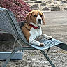 animal, beagle, bench, canine, collar, dog, fence, fur, garden, leaf, metal, nature, outdoor, paw, pet, quiet, relax, resting, stone_wall, summer