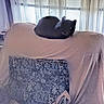 Little Bit joined the competition — help win amazing prizes! animal, black_cat, cat, chair, cozy, curtains, cushion, daylight, fabric, furniture, home, indoor, pet, quiet, relaxation, resting, shadows, sleeping, soft_light, window