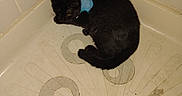 Little Bit is registered to the contest to win money with this photo: animal, black_cat, cat, corner, curious, curled_up, domestic_cat, drain, floor, fur, harness, indoor, pet, quiet, resting, shower, small_space, tile_wall, whiskers, yellow_eyes