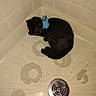 animal, black_cat, cat, corner, curious, curled_up, domestic_cat, drain, floor, fur, harness, indoor, pet, quiet, resting, shower, small_space, tile_wall, whiskers, yellow_eyes