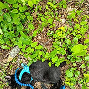 Little Bit joined the competition — help win amazing prizes! animal, black_cat, cat, closeup, curious, daylight, forest_floor, green_leaves, ground, harness, leaf_litter, leash, nature, outdoor, pet, plants, shoe, walking, wildlife, yellow_flowers