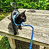 Little Bit joined the competition — help win amazing prizes! adventure, animal, black_cat, cat, curled_tail, daylight, exploring, garden, grass, green_foliage, harness, leash, nature, outdoor, pet, picnic_table, playful, small_animal, sunlight, wooden_table