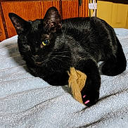 Little Bit joined the competition — help win amazing prizes! black_cat, cat, feline, indoor, toy, paw, pink_nail_caps, winking, towel, wooden_cabinet, yellow_wall, close_up, pet, animal, cute, cozy, furry, relaxed, playful, domestic
