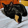 black_cat, cat, feline, indoor, toy, paw, pink_nail_caps, winking, towel, wooden_cabinet, yellow_wall, close_up, pet, animal, cute, cozy, furry, relaxed, playful, domestic