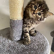 Tigrou a rejoint le concours — aidez-le/la à gagner de superbes lots ! kitten, cat, tabby, scratching_post, cat_tree, fur, whiskers, cute, pet, indoor, animal, playful, curious, small, young, feline, ears, paws, gray, closeup