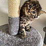 kitten, cat, tabby, scratching_post, cat_tree, fur, whiskers, cute, pet, indoor, animal, playful, curious, small, young, feline, ears, paws, gray, closeup