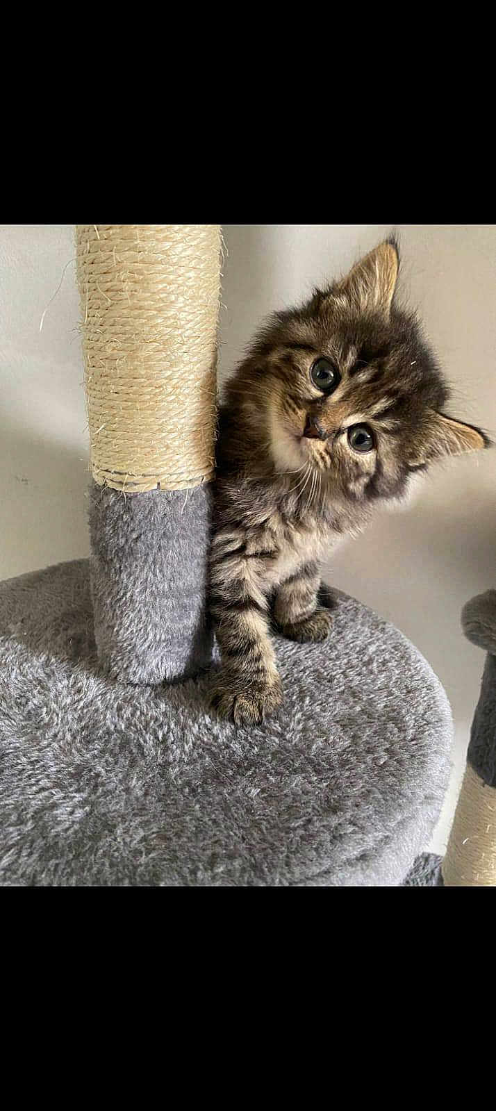 Tigrou a rejoint le concours — aidez-le/la à gagner de superbes lots ! kitten, cat, tabby, scratching_post, cat_tree, fur, whiskers, cute, pet, indoor, animal, playful, curious, small, young, feline, ears, paws, gray, closeup