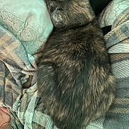 Jupitar joined the competition — help win amazing prizes! cat, tortoiseshell_cat, sleeping, cozy, blanket, plaid_blanket, fur, pet, indoor, top_down, close_up, resting, pillow, cushion, home, snug, nap, soft_texture, human_foot, relaxed