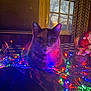 Jupitar joined the competition — help win amazing prizes! cat, feline, pet, christmas_lights, festive, santa_claus, decoration, table, plaid_tablecloth, curtains, window, indoor, night, colorful, cozy, portrait, animal, ornament, holiday, bokeh