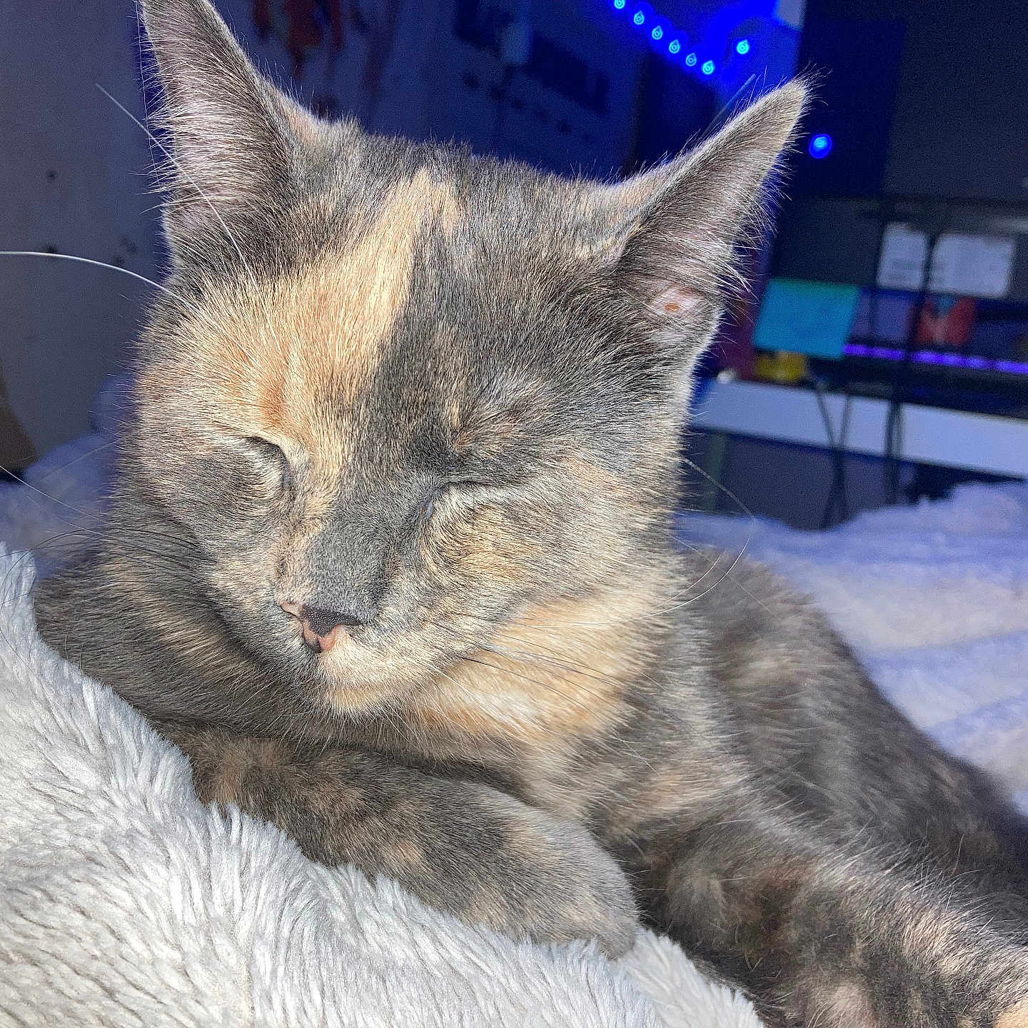 Jupitar joined the competition — help win amazing prizes! cat, kitten, tortoiseshell_cat, sleeping, cozy, blanket, fur, whiskers, ears, paw, close_up, pet, indoor, bed, resting, cute, portrait, animal, soft_texture, domestic_cat