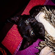 Django participe au concours pour gagner de l'argent avec cette photo : carnivore, cat, ear, fur, whiskers
