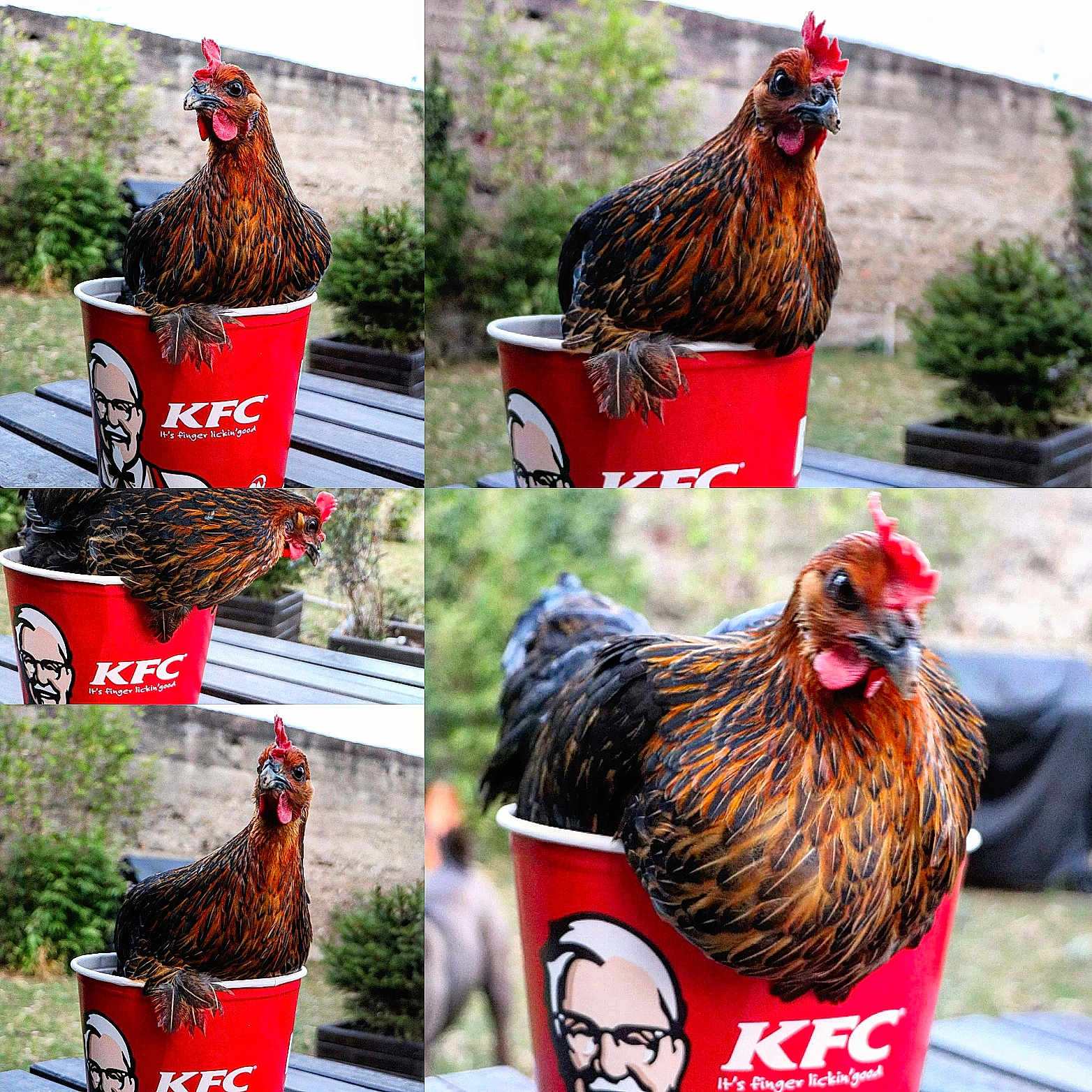 Kfc