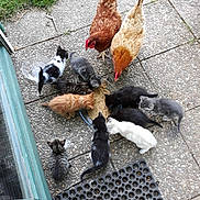 Kfc participe au concours pour gagner de l'argent avec cette photo : bird, canidae, chicken, galliformes, livestock, pigeons_and_doves, poultry, rock_dove, rooster