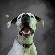 Spot participe au concours pour gagner de l'argent avec cette photo : dog, white_dog, black_spots, open_mouth, teeth, collar, pet, animal, close_up, portrait, smoke, dark_background, expression, ears, nose, tongue, alert, indoor, light_source, cute