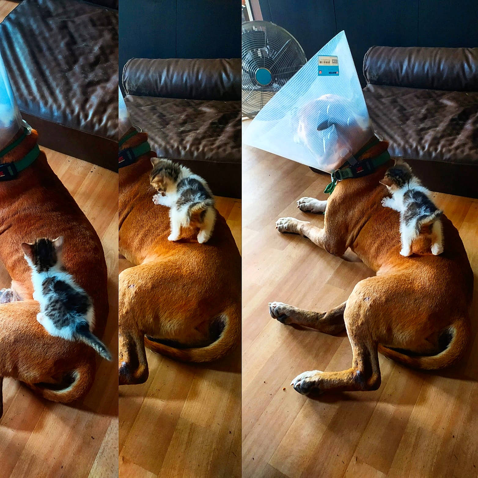 Warrior participe au concours pour gagner de l'argent avec cette photo : boxer, canidae, carnivore, companion_dog, dog, fawn, floor, furniture, puppy