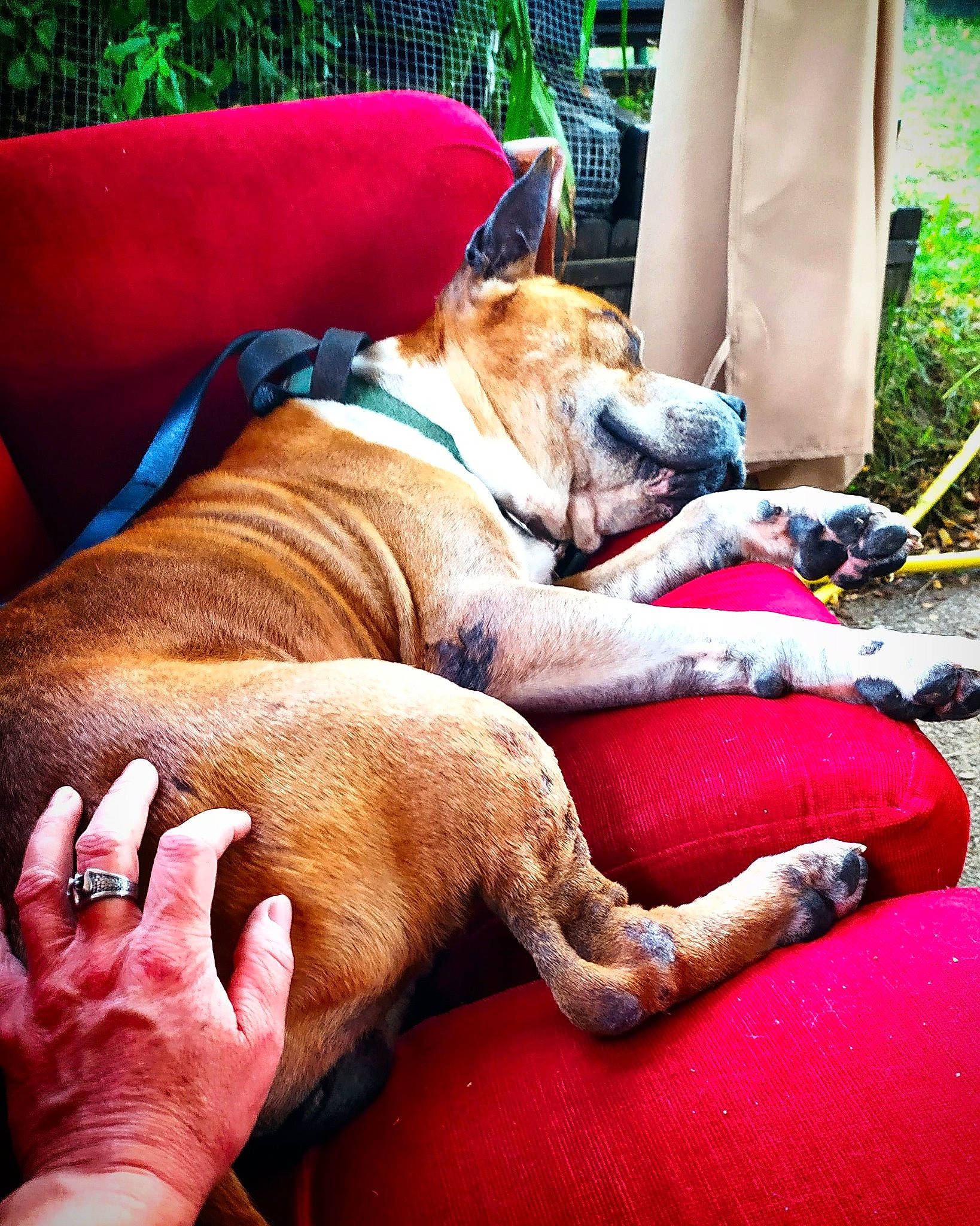 Warrior a rejoint le concours — aidez-le/la à gagner de superbes lots ! canidae, carnivore, companion_dog, dog, dog_breed, fawn, mammal, non_sporting_group, paw, snout