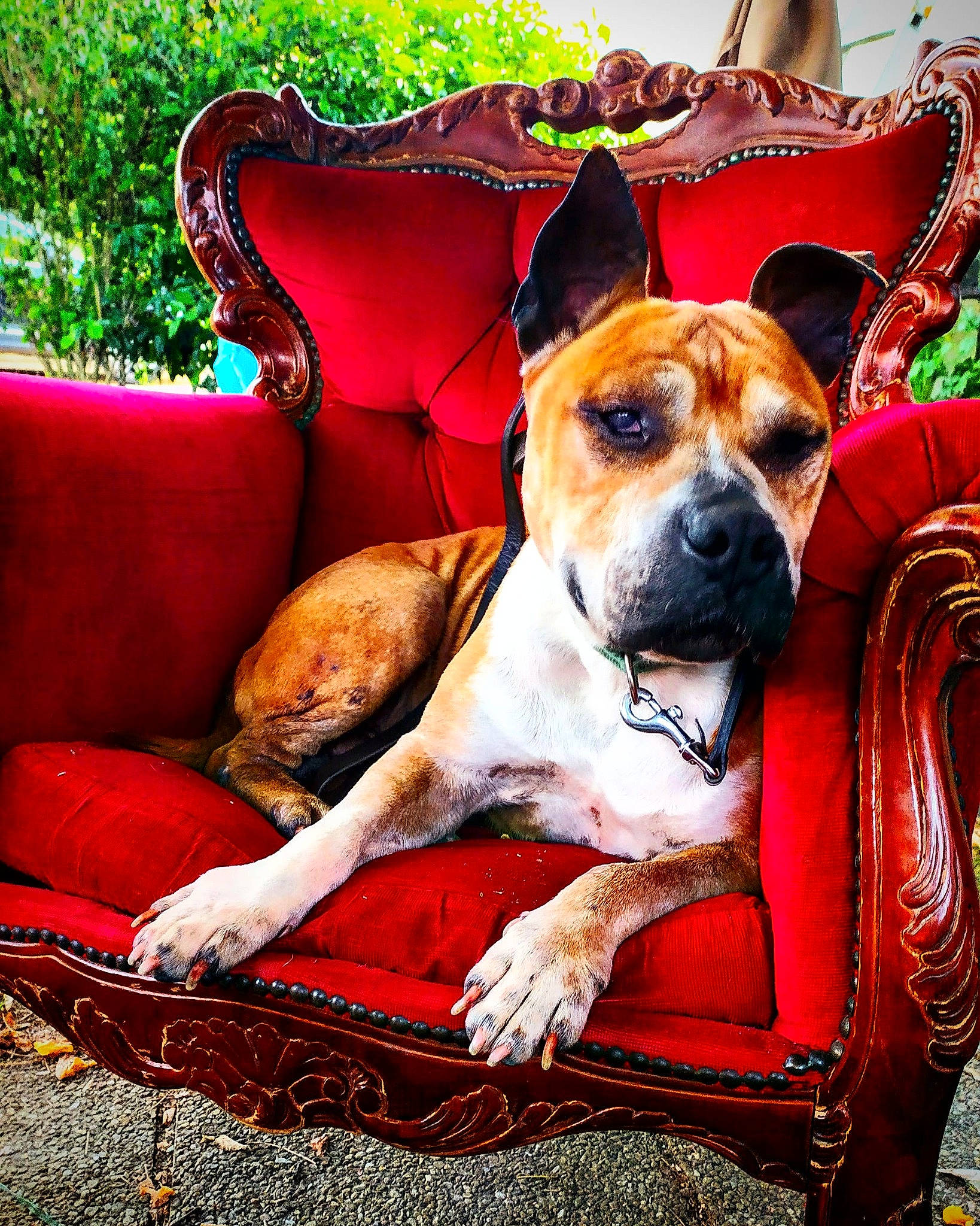 Warrior participe au concours pour gagner de l'argent avec cette photo : american_staffordshire_terrier, canidae, carnivore, chair, companion_dog, dog, dog_breed, fawn, mammal, non_sporting_group, sitting, snout, vertebrate