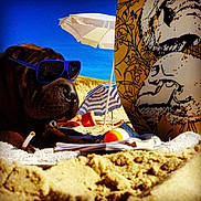 Lord Papouch a rejoint le concours — aidez-le/la à gagner de superbes lots ! eyewear, glasses, sunglasses, vision_care