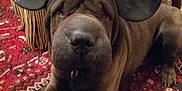 Lord Papouch participe au concours pour gagner de l'argent avec cette photo : carnivoran, dog, dog_breed, dog_breed_group, dog_like_mammal, mammal, non_sporting_group, shar_pei, snout