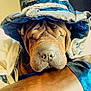 Lord Papouch participe au concours pour gagner de l'argent avec cette photo : carnivoran, dog, dog_breed, dog_like_mammal, non_sporting_group, nose, shar_pei, snout